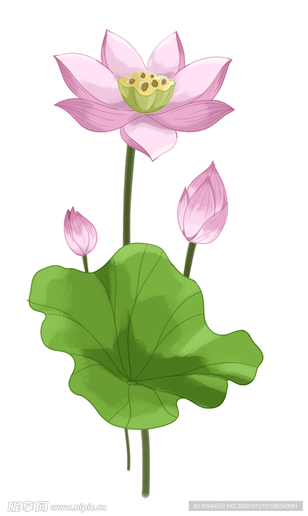 荷花元素