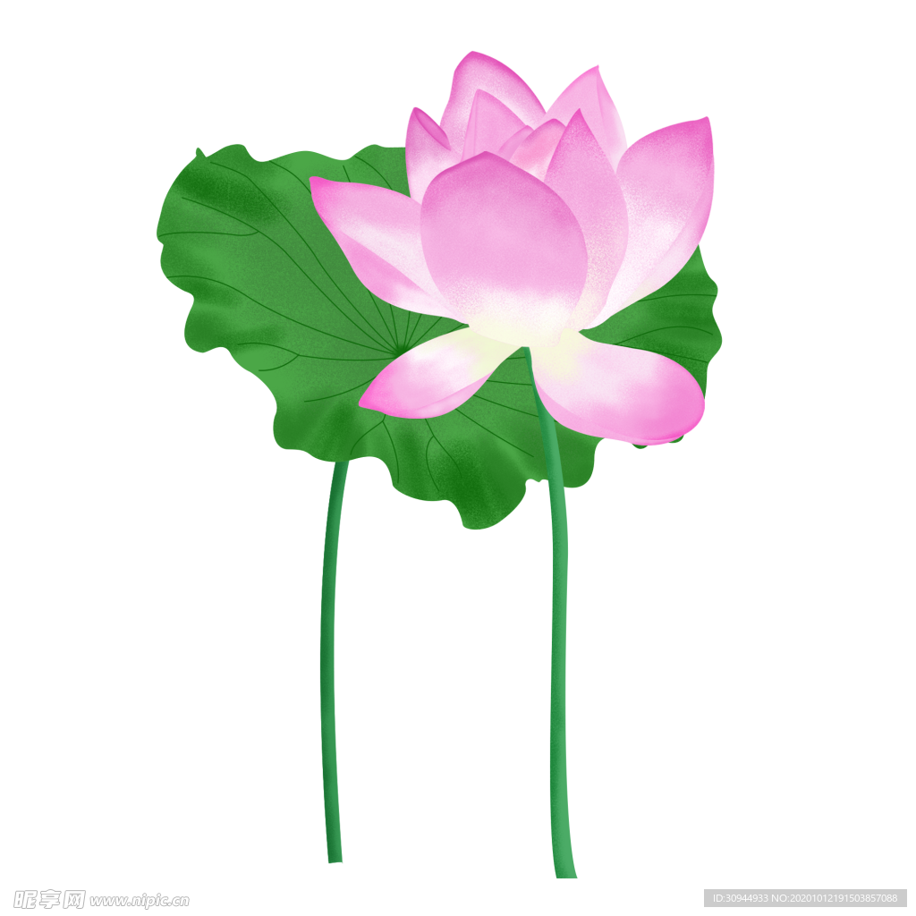 荷花元素