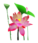 荷花元素