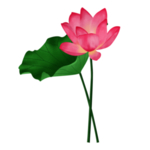 荷花元素