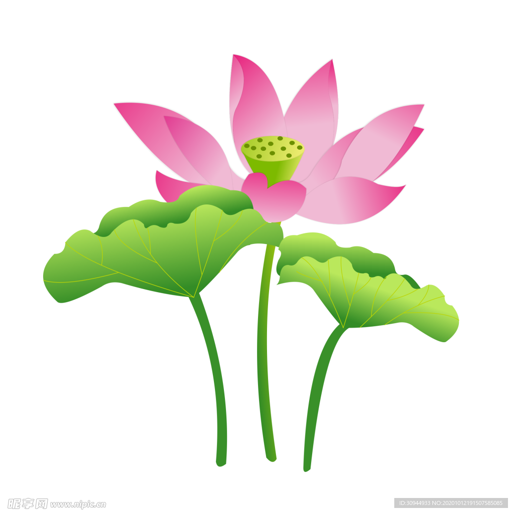 荷花元素