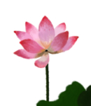 荷花元素