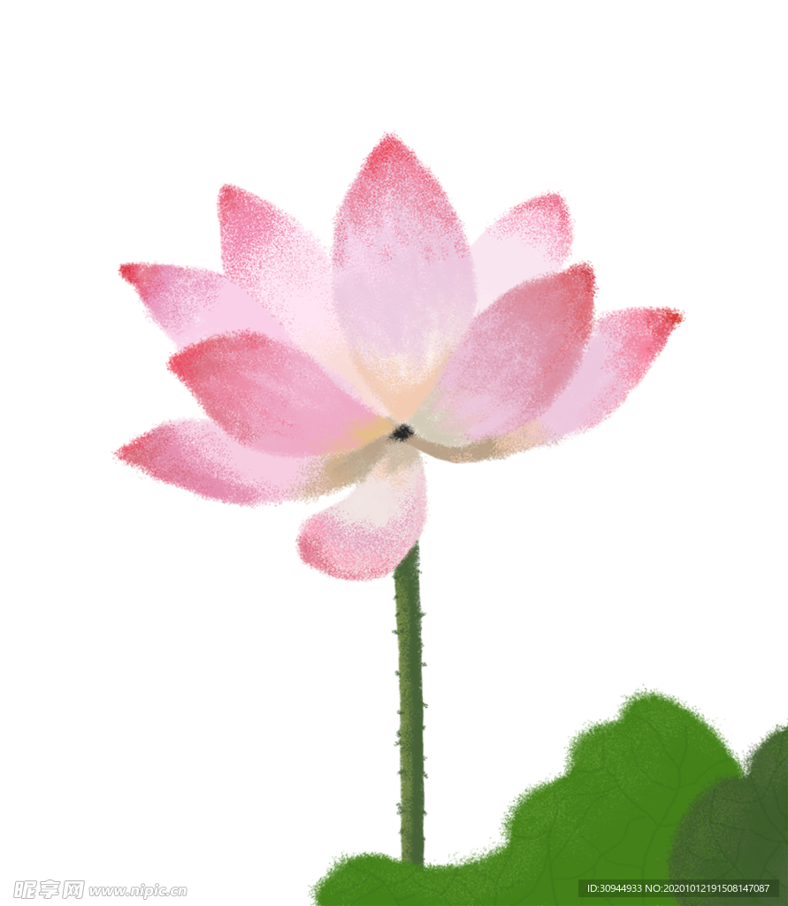 荷花元素