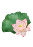 荷花元素