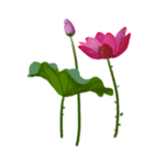 荷花元素