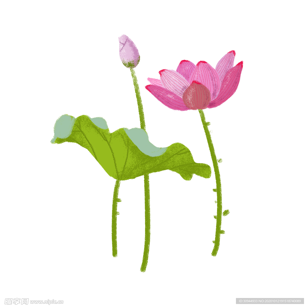 荷花元素