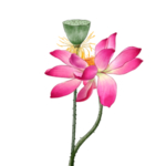 荷花元素