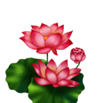 荷花元素