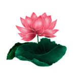 荷花元素