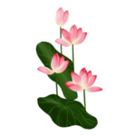 荷花元素