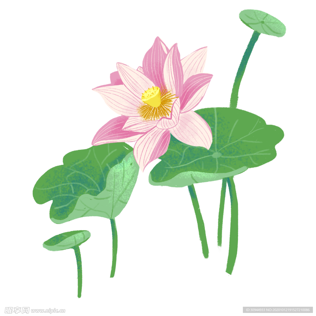 荷花元素