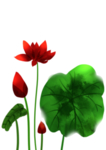 荷花元素