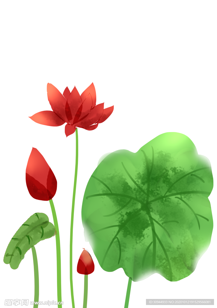 荷花元素