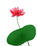 荷花元素