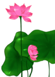 荷花元素