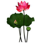 荷花元素