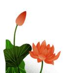 荷花元素