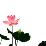 荷花元素