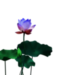 荷花元素
