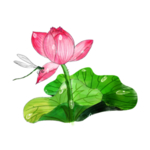 荷花元素