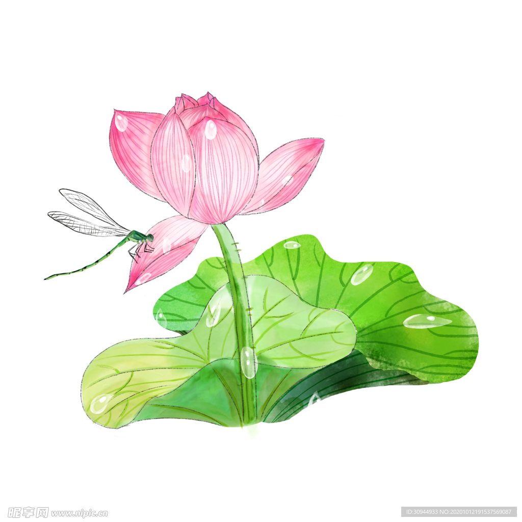 荷花元素
