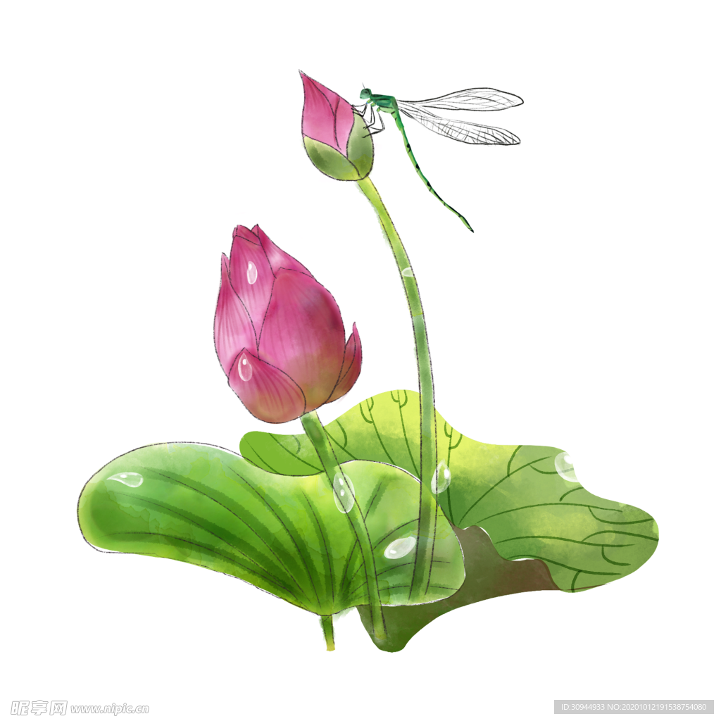 荷花元素