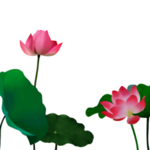 荷花元素