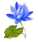 荷花元素