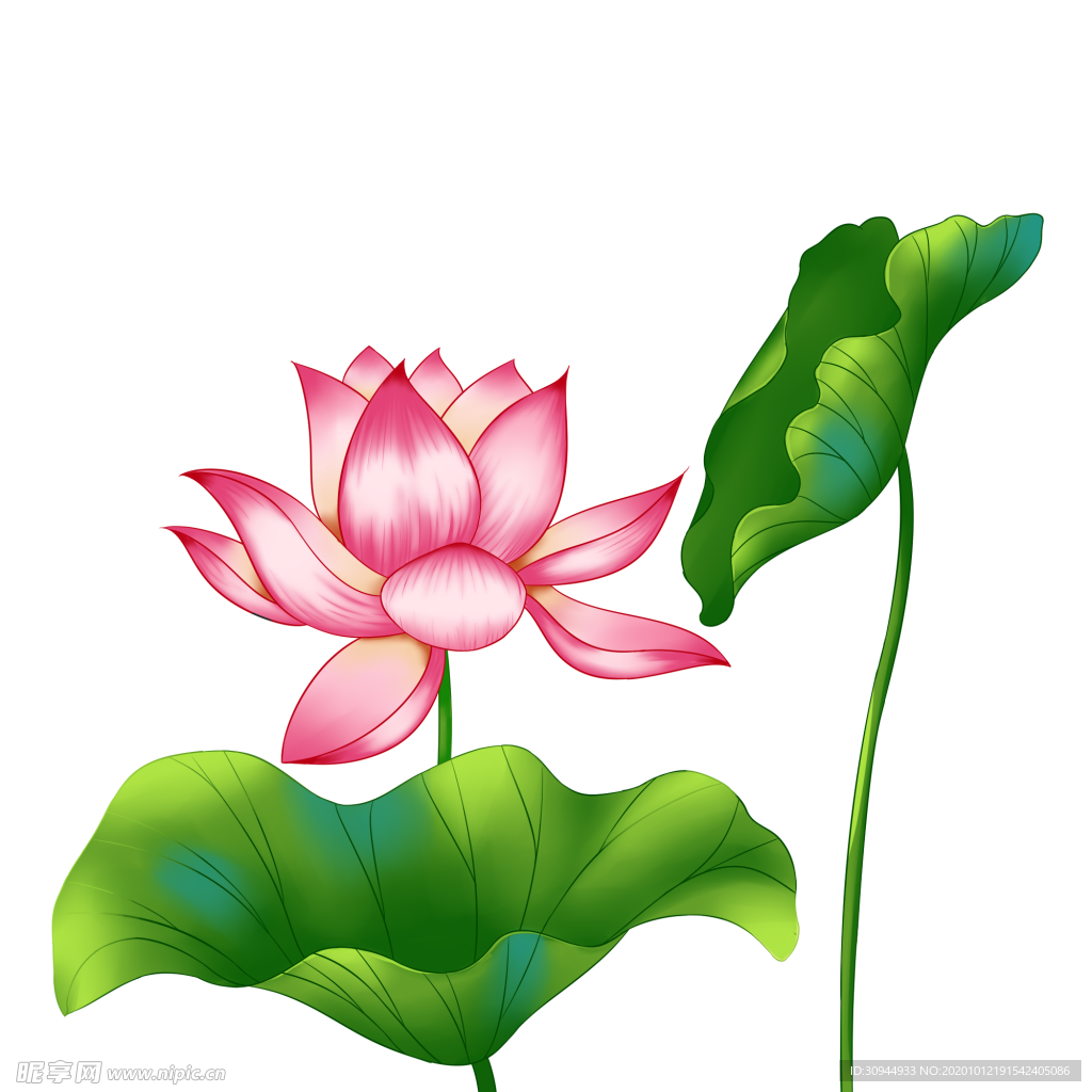 荷花元素