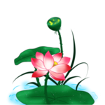 荷花元素