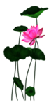 荷花元素