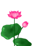 荷花元素