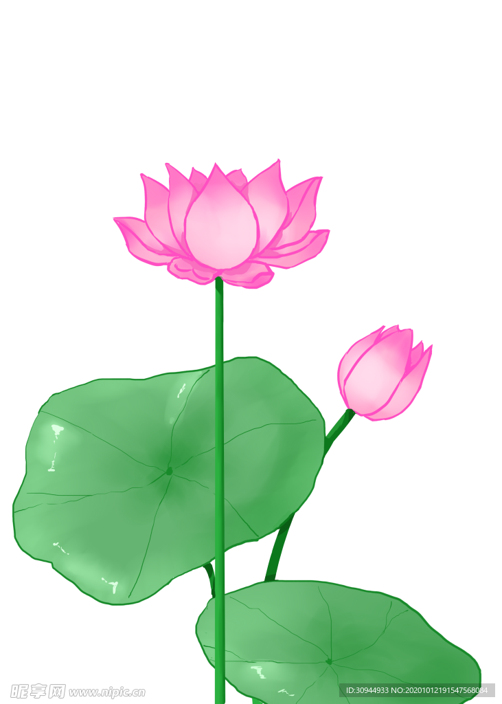 荷花元素