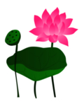 荷花元素