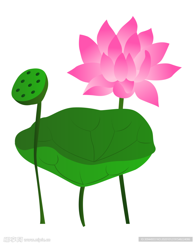荷花元素