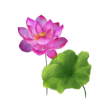 荷花元素