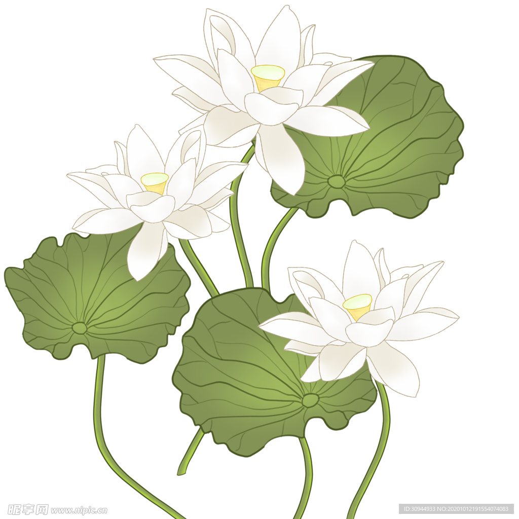 荷花元素