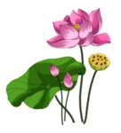 荷花元素