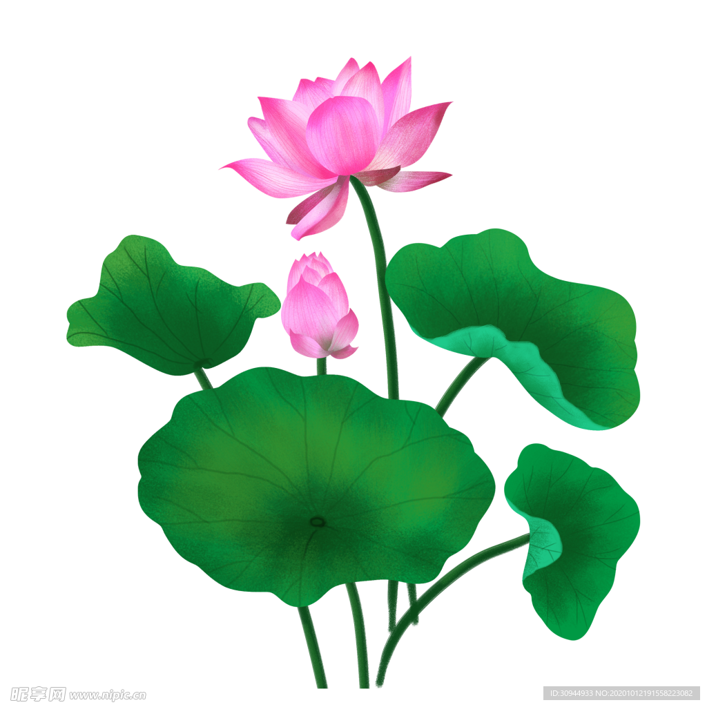荷花元素