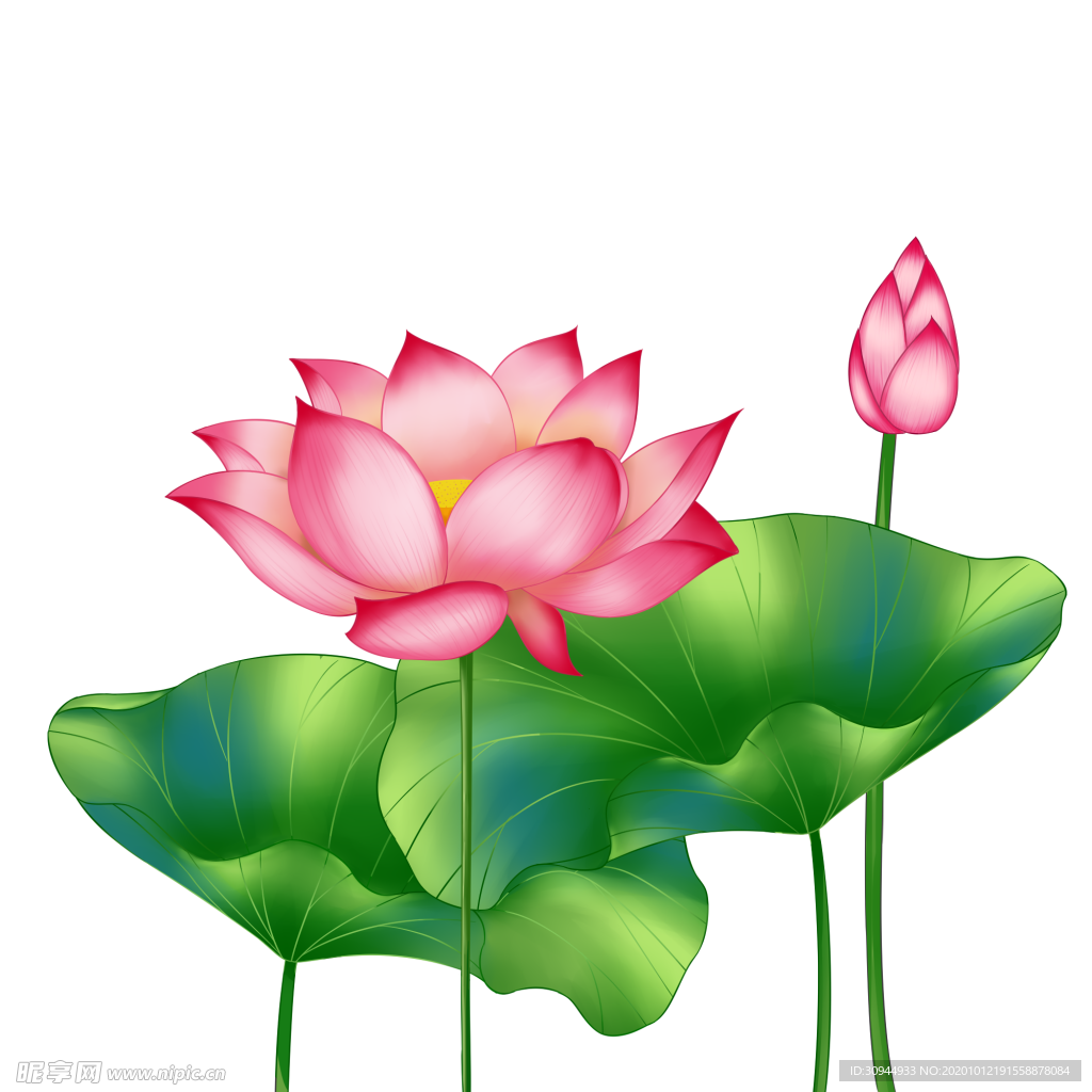荷花元素