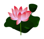 荷花元素