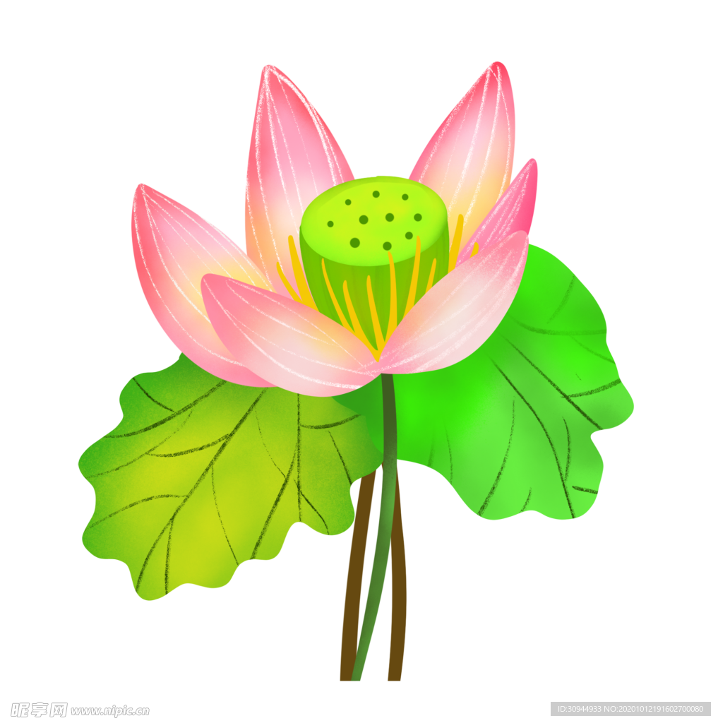 荷花元素