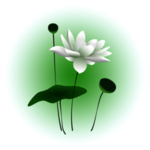 荷花元素