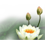 荷花元素
