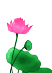 荷花元素