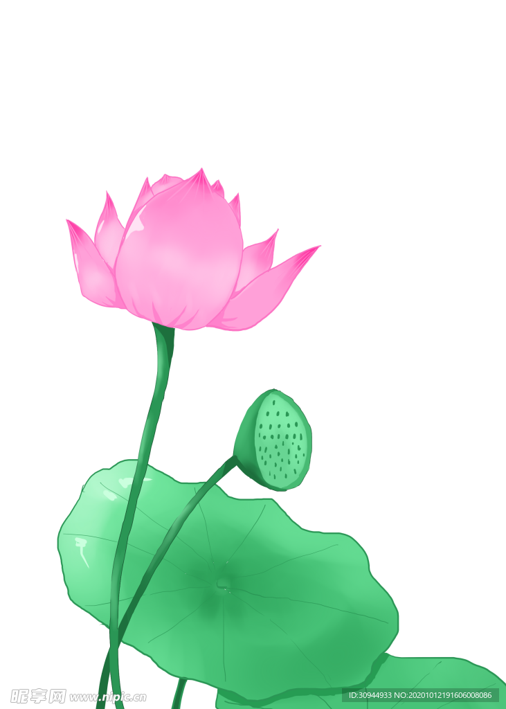 荷花元素
