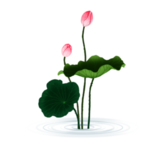 荷花元素