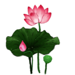 荷花元素