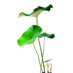 荷花元素