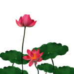 荷花元素
